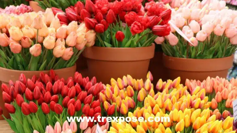 Tulips at the flower market (Bloemenmarkt) in Amsterdam, The Netherlands.