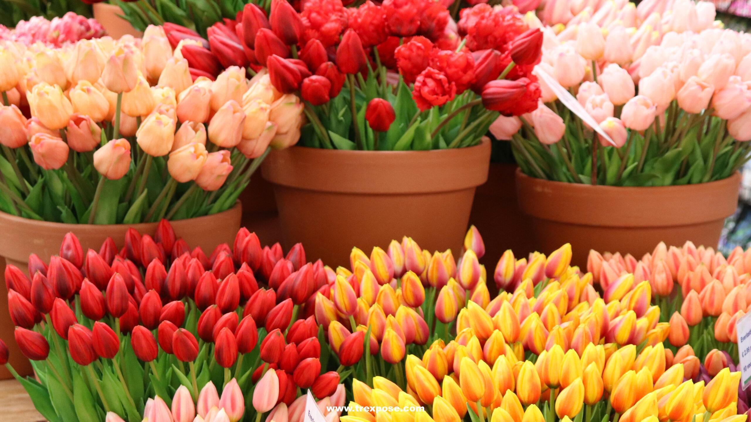 Tulips at the flower market (Bloemenmarkt) in Amsterdam, The Netherlands.