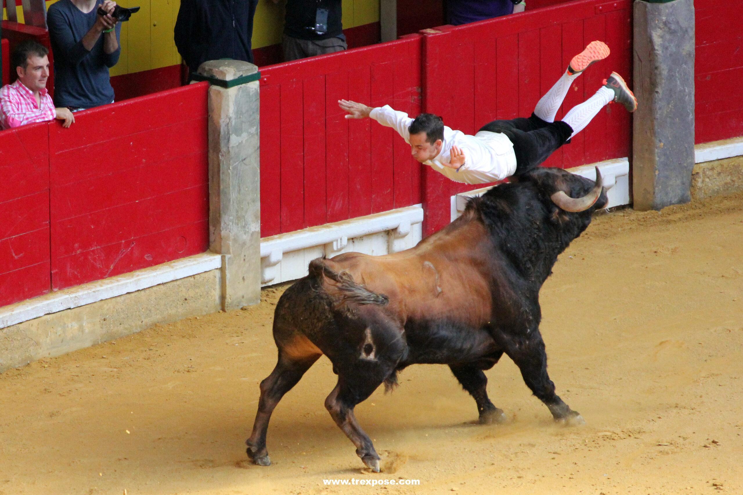 Campeanato Nacional de Recortadores (National Bull Jumping Championship) during the Fiestas del Pilar, Zaragoza, Spain