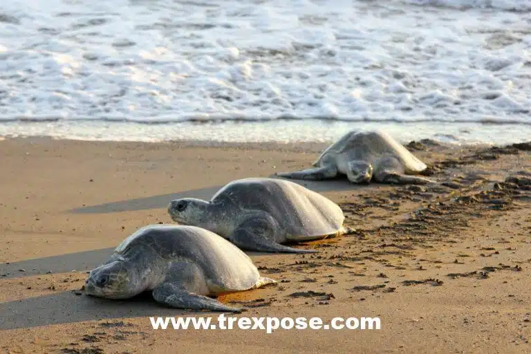 Arribada. Nesting sea turtles in Costa Rica.