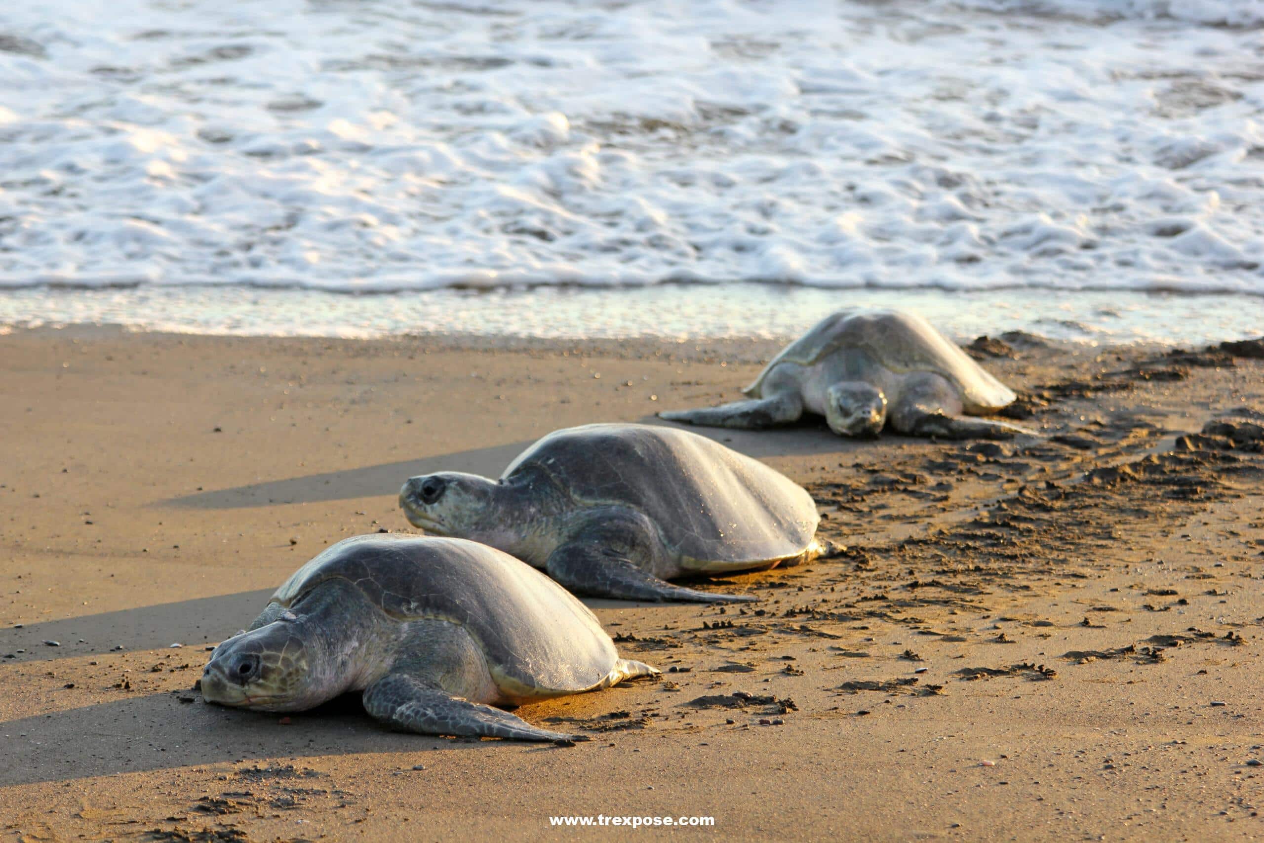 Arribada. Nesting sea turtles in Costa Rica.