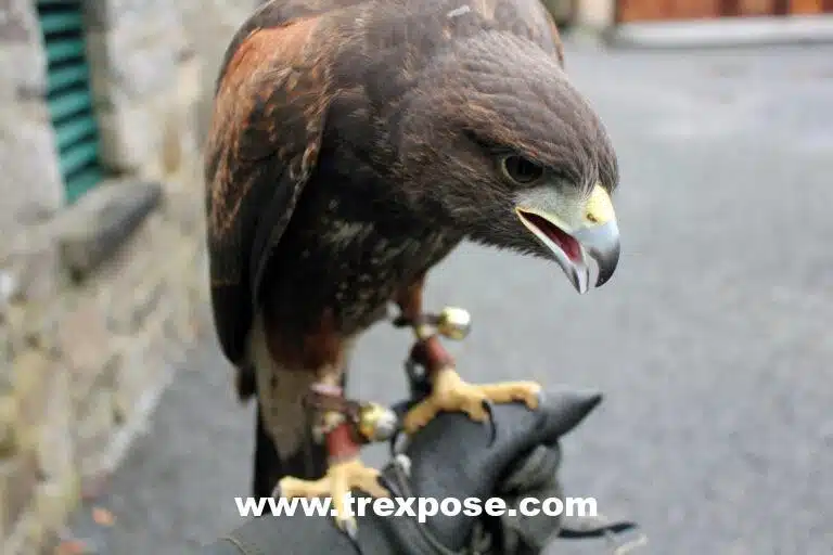 Ireland’s School of Falconry, Ashford Castle, Learn to Fly a Hawk