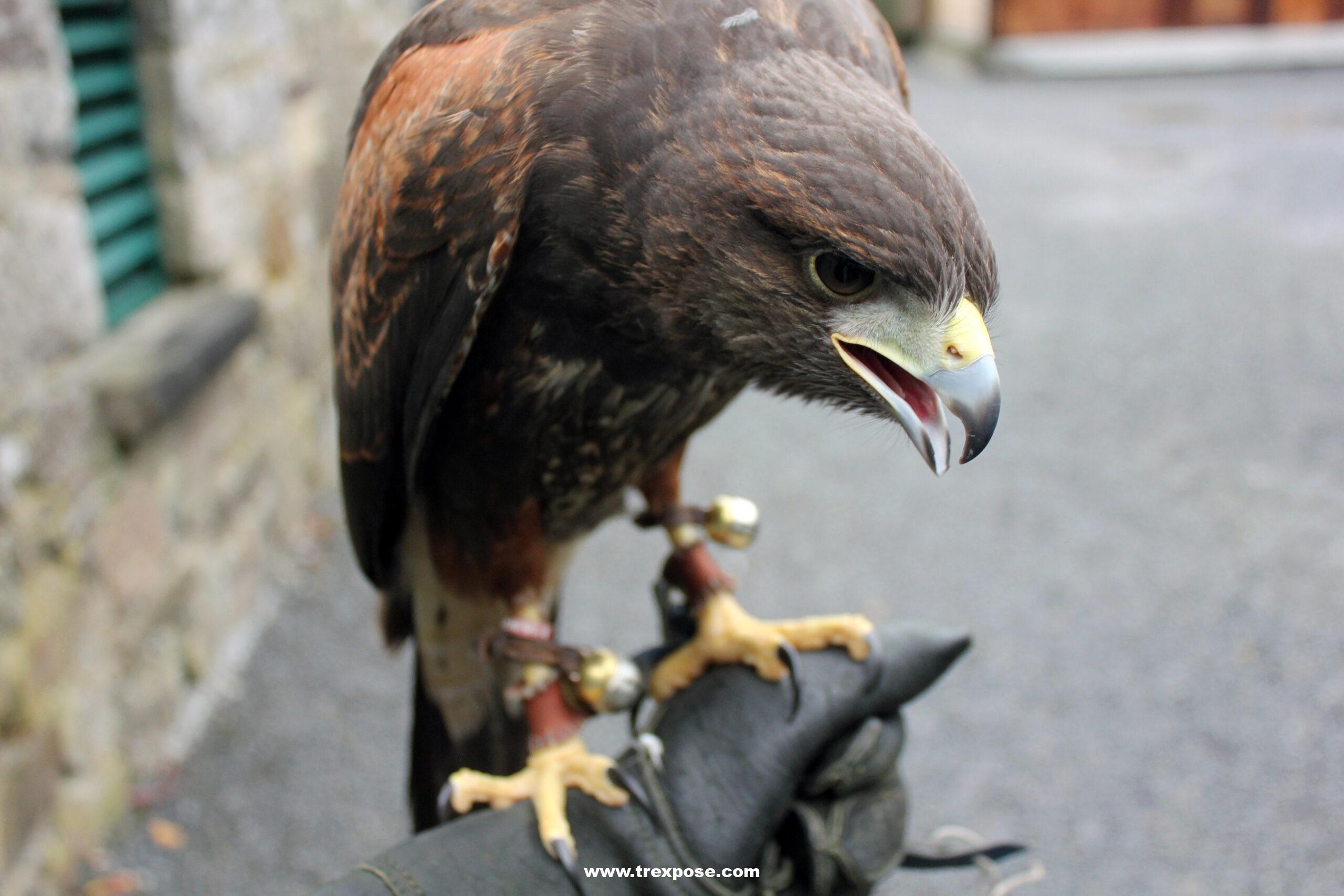 Ireland’s School of Falconry