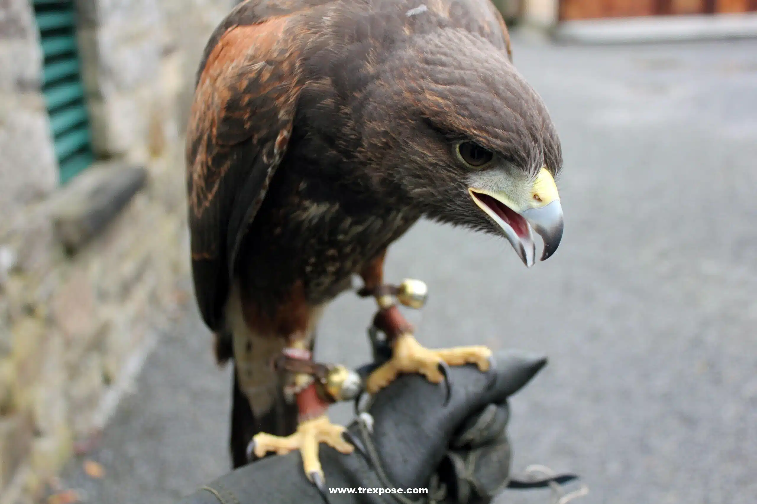 Ireland’s School of Falconry, Ashford Castle, Learn to Fly a Hawk