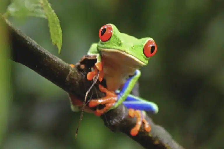 The easiest place to spot wildlife in Costa Rica