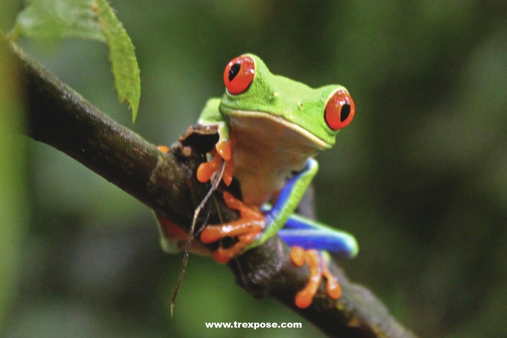 The easiest place to spot wildlife in Costa Rica