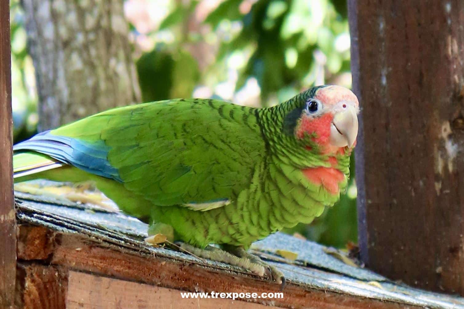 Cayman Parrot Sanctuary